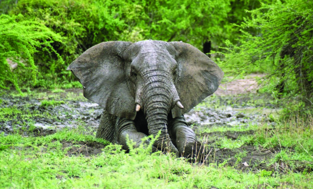 Mini-digger to assist at Europe’s first elephant sanctuary